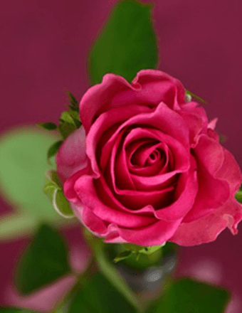 Rozell Parrish Obituary