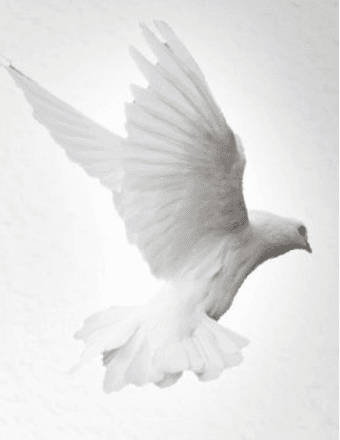 Roger Perkins Obituary